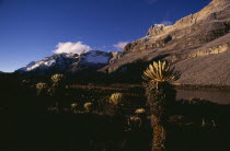 Dawn along the eastern side of the Sierra with Frailejon "ferns" growing on ground close to Lagune del Pato  Duck Lake  Snow peaks of Sierra in distance