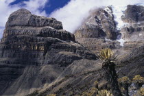 View along eastern side of Sierra with sandstone & limestone stratified precipices and snow-covered peaks. Frailejon "ferns" with soft velvet leaves in foreground