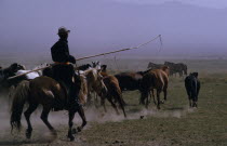 Horseman rounding up herd of wild horses to break tghem in  using long lassoe-pole.East Asia Asian Equestrian Mongol Uls Mongolian