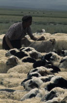 Khalkha shepherd in summer camp on grass-covered plains of Bigersum negdel collective  tethering the sheep one to the other by their necks to start shearing them