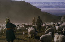 Khalkha winter sheep camp   shepherd and family selecting and separating  lambs from flock Altai mountains in background. Khalkha East Asia Asian Mongol Uls Mongolian Scenic