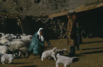 Khalkha winter sheep camp  shepherd  his father and daughter  with flock enclosed in stone walled pen  select out lambs from sheep  with barren mountainside beyond.Khalha East Asia Asian Mongol Uls M...