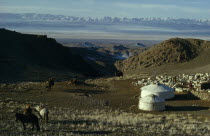 Khalkha winter sheep camp with shepherd family homes  gers yurts   flock of sheep  hobbled horses and bactrian camels on hillside overlooking snow-covered mountain landscape with Altai mountains in di...