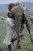 Khalkha woman milking camel supporting pail on her knee.Khalkha East Asia Asian Female Women Girl Lady Mongol Uls Mongolian