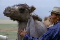 Khalkha herdsman dressed in traditional Mongol silk tunic shows off his summer-moulting camel with a wooden nose peg inserted for control.East Asia Asian Mongol Uls Mongolian