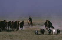 Khalkha horseman with long pole lassoe rounding up wild horses on grass plains with small group of sheep in the foreground.East Asia Asian Equestrian Mongol Uls Mongolian Scenic