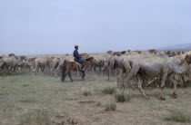 Khalkha herdsman brings camels to a waterhole in arid harsh Gobi desert.East Asia Asian Mongol Uls Mongolian