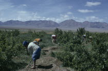 Summer at Bigersum negdel with a Womens collective working amongst fruit trees and berry producing bushes mainly apples  pears  plums all irrigated during summer months to produce fast-growing crop....