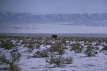 Mid-winter in snow-covered scrubland on the edge of the Gobi desert with a solitary camel and Altai mountains in background