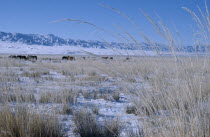 Mid-winter on Bigersum negdel collective. Dried clusters of grass  remains of summer pasture protrude through overlying snow. Herd of yaks and Altai mountains in background.East Asia Asian Equestrian...