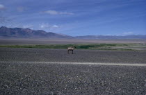 Summer on edge of Gobi desert with solitary camel in summer moulting state. Altai mountains behind.East Asia Asian Mongol Uls Mongolian Scenic single one