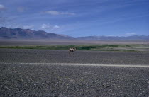 Summer on edge of Gobi desert with solitary camel in summer moulting state. Altai mountains behind.East Asia Asian Mongol Uls Mongolian Scenic single one