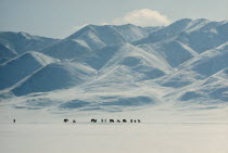 Mid-winter snow-covered landscape on edge of Gobi desert with herd of horses searching for pasture under snow.Altai mountains behind.Horse herd in desert landscape with mountain backdrop.East Asia As...