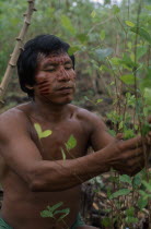 Makuna man Venancio with dark red ochote painted face picking coca leaves in family chagra cultivation plot.Tukano  Makuna Indian North Western Amazonia American Colombian Columbia Hispanic Indegent...