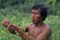 Makuna man Venancio with dark red ochote painted face picking coca leaves in family chagra cultivation plot.Tukano  Makuna Indian North Western Amazonia American Colombian Columbia Hispanic Indegent...