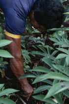 Close-up of  Venancio planting manioc cuttings in the family chagra cultivation plot.Tukano  Makuna Indian North Western Amazonia American Colombian Columbia Fiber Hispanic Indegent Latin America Lati...