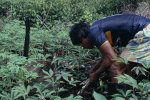 Venancio one of Ignacios sons planting manioc cuttings in the family chagra shifting agriculture cultivation plot.Tukano  Makuna Indian North Western Amazonia  cassava American Colombian Columbia His...