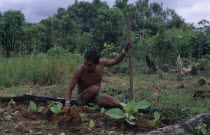 Makuna head man and shaman Ignacio Valencia tending his tobacco plants outside maloca or communal home.Tukano  Makuna Indian North Western Amazonia American Colombian Columbia Hispanic Indegent Latin...