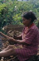 Makuna headmans wife scraping clean roots of manioc in chagra or cultivation plot cleared and burnt in last year.Tukano  Makuna Indian North Western Amazonia cassava American Colombian Columbia Hispa...