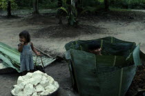Makuna maloca communal home Blocks of manioc flour ready for underground storage inside plantain leaves.  Makuna child playing inside coil of leaves to form container with little girl standing at side...