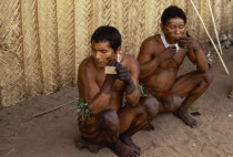 Barasana men applying dark red ochote  from fruit seeds  facial paint  also apply dark purple we dye from boiled leaves of forest liana in  geometric designs over legs arms and hands.Tukano sedentary...