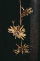 Barasana ceremonial macaw and toucan feather crowns hang from central maloca house post  ready to be worn at dance