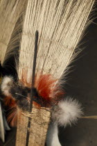 Barasana ceremonial  royal crane tail feathers bound together with macaw & toucan small feathers to form central part of male dance regali  stand on maloca floor ready to be worn at dance.Tukano sede...