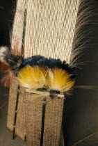 Barasana ceremonial royal crane tail feathers with macaw & toucan small feathers  all bound together with cumare fibre - the central part of male feather crowns  placed on maloca floor ready to be wor...