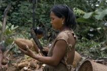 Barasana woman using a machete to peel manioc roots. Tukano sedentary Indian tribe North Western Amazonia cassava American Colombian Columbia Female Women Girl Lady Hispanic Indegent Latin America La...