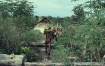 Barasana Indian returns to maloca/communal home from chagra/cultivation plot carrying yarumo leaves. Burnt to ash on the maloca floor  then mixed with refined toasted and pounded coca leaves   the lim...