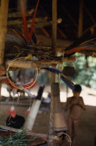 Macaw feather ceremonial crowns and finely woven blow pipe dart quiver waterproofed with molten beeswax hang beside curare poison pot in base village indigenous tribe indian nomadic American Colombia...