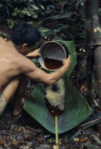 Maku nomadic hunter Umero preparing curare from root liana and bark scrapings. Once boiled to gluey consistency used as poison for blowpipe dart heads.Final process of dipping dart heads into curare t...