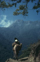 Ika man on muleback climbs up the southern slopes of the Sierra Nevada de Santa Marta in northern Colombia.Arhuaco Aruaco indigenous tribe American Colombian Colombia Equestrian Hispanic Indegent Lat...