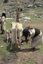 Ika mother in traditional woven wool&cotton manta cloak wearing black woven wool waist-band   milking the familys cow with young calf at her side to encourage milking.Arhuaco Aruaco indigenous tribe...