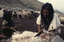 Ika mother sheering sheep with sheers bought in the Lowlands.Her young son and a person out of shot hold down the sheep with rest of the flock retained inside stone walled pen. Arhuaco Aruaco indigen...