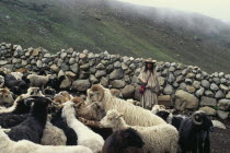 Ika shepherd Hernando works the familys flock of sheep within the stone walled pen.Arhuaco Aruaco indigenous tribe American Colombian Colombia Hispanic Indegent Latin America Latino South America Ar...