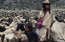 Ika shepherd Hernando with his baby brother  feeding salt to flock of sheep.Behind is the stone walled pen made mainly from rounded worn river boulders Arhuaco Aruaco indigenous tribe American Babies...