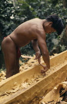 Embera man making dug-out canoe from large hardwood tree using hands to measure height and width of sides .Pacific coastal region boat canoa tribe American Colombian Colombia Hispanic Indegent Latin...