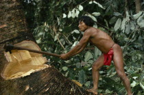 Hueso  Embera family head using axe to fell large tree to make family dug-out canoe.Pacific coastal region tribe