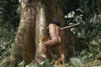 Hueso  an Embera man  using axe to fell a large hardwood tree in dense forest to make a canoe.Pacific coastal region tribe