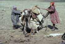 Loading camel before moving camp.