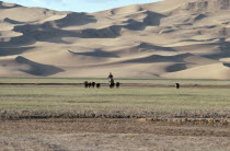 Horseback rider driving herd of cows home against a backdrop of sand dunes