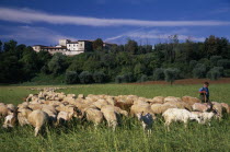 Shepherd with flock of sheep and goats with building on crest of wooded hillside behind.