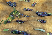 Italy, Trentino-Alto, Adige, Lake Garda Area, detail of harvested olives lying on hessian in grove near Riva del Garda.