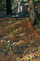 Net laid over ground under olive trees to catch harvested fruit near Riva del Garda.