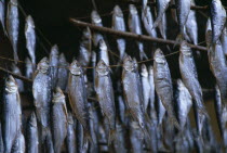 Mackerel drying on lines in fishing village on Lake Como.