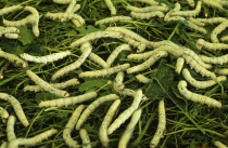 China, Jiangsu, Suzhou, Suzhou Silk Museum, silk worms feeding on mulberry leaves in shallow woven racks.