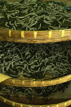 China, Jiangsu Suzhou, Suzhou Silk Museum, silk worms feeding on mulberry leaves in shallow woven racks.