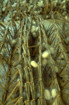 China, Jiangsu Suzhou,  Suzhou Silk Museum, Silk worm cocoons.