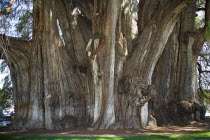 Giant Cypress Tule Tree  Arbol del Tule  Santa Maria del Tule  Ahuehuete